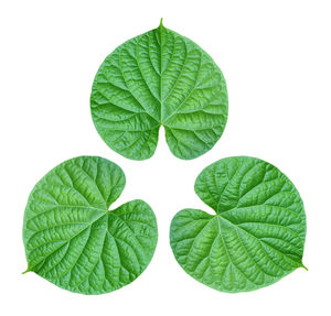 Close-up of green leaves against white background