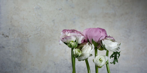 Close-up of pink flowers against blurred background