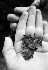 Close-up of hand holding leaf