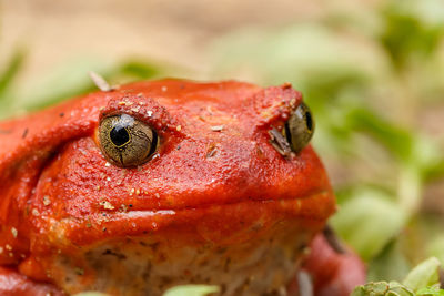 Close-up of crab