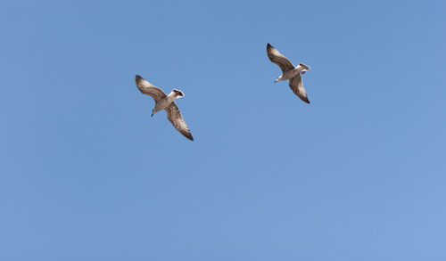 Low angle view of birds flying against clear blue sky