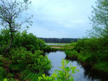 Scenic view of lake in forest against sky