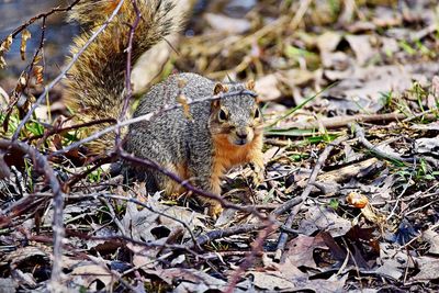 Close-up of squirrel on tree