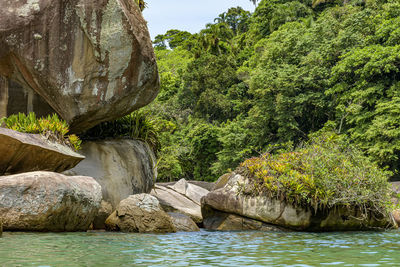 Forest meeting with rocks and the sea in trindade, paraty, coast of the state of rio de janeiro