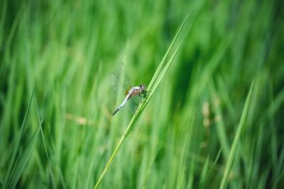 Close-up of insect on grass