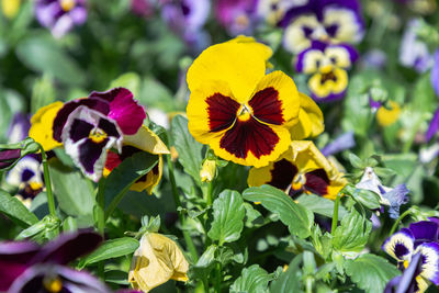 Close-up of purple flowering plants