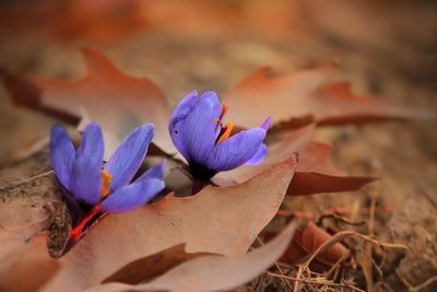 Close-up of fresh purple crocus flowers on land