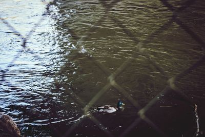 High angle view of bird swimming in lake