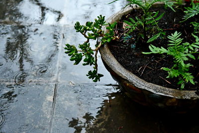 High angle view of potted plant in lake