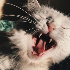 Close-up of cat yawning