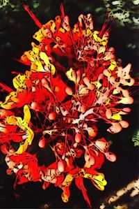 Close-up of yellow flowers