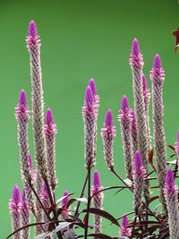 Close-up of pink thistle flowers