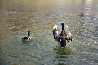 Ducks swimming in lake