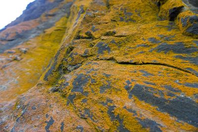 Close-up of lichen on rock