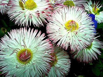 Close-up of daisy flowers