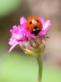 Close-up of ladybug on pink flower