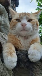 Close-up portrait of a cat