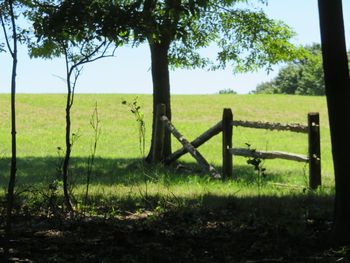 Trees on field against sky