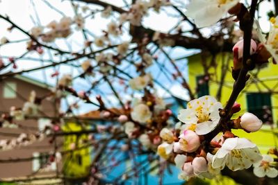 Low angle view of apple blossoms