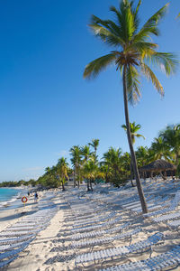 Palm trees on beach against clear blue sky