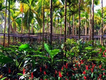 Palm trees in forest