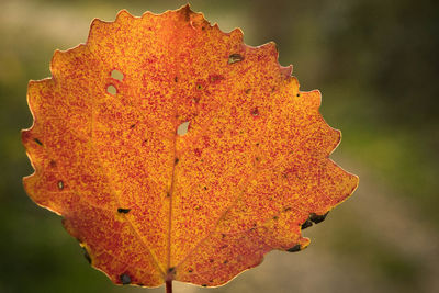 Close-up of maple leaf during autumn