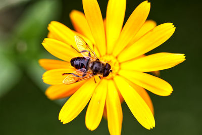 Close-up of bee pollinating on yellow flower