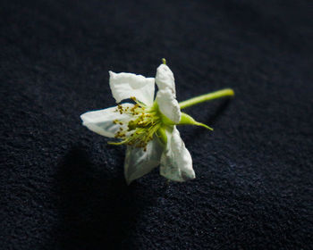 Close-up of white flowering plant