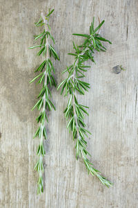 Directly above shot of rosemary on wooden table