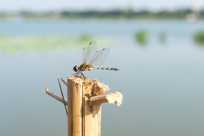 Close-up of insect on wooden post