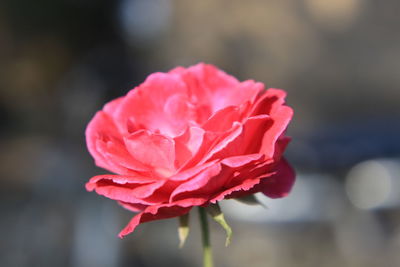 Close-up of pink rose