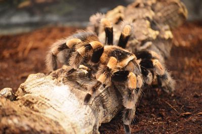 tarantula