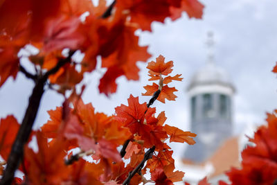 Close-up of orange maple leaves on tree