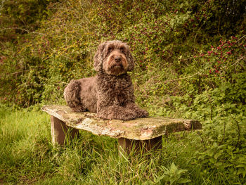 Portrait of dog sitting on bench 