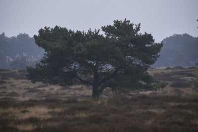 Trees on field against sky