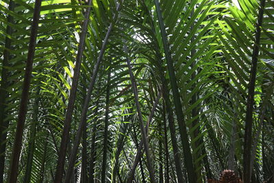 Full frame shot of bamboo trees