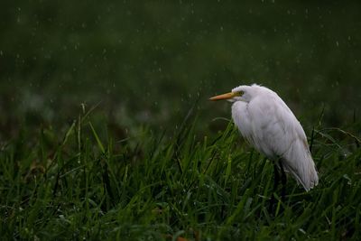 View of a bird on field