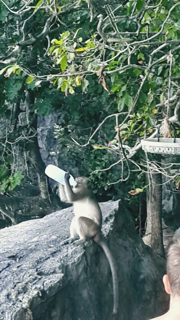 animal themes, one animal, bird, tree, mammal, animals in the wild, domestic animals, two animals, wildlife, pets, sitting, day, outdoors, full length, nature, white color, branch, high angle view, perching, dog