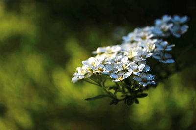Close-up of white flowers