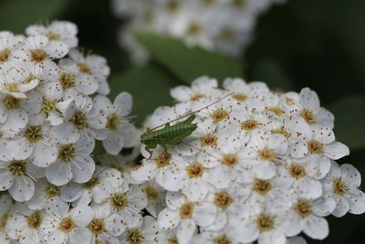 Close-up of insect on white flowering plant