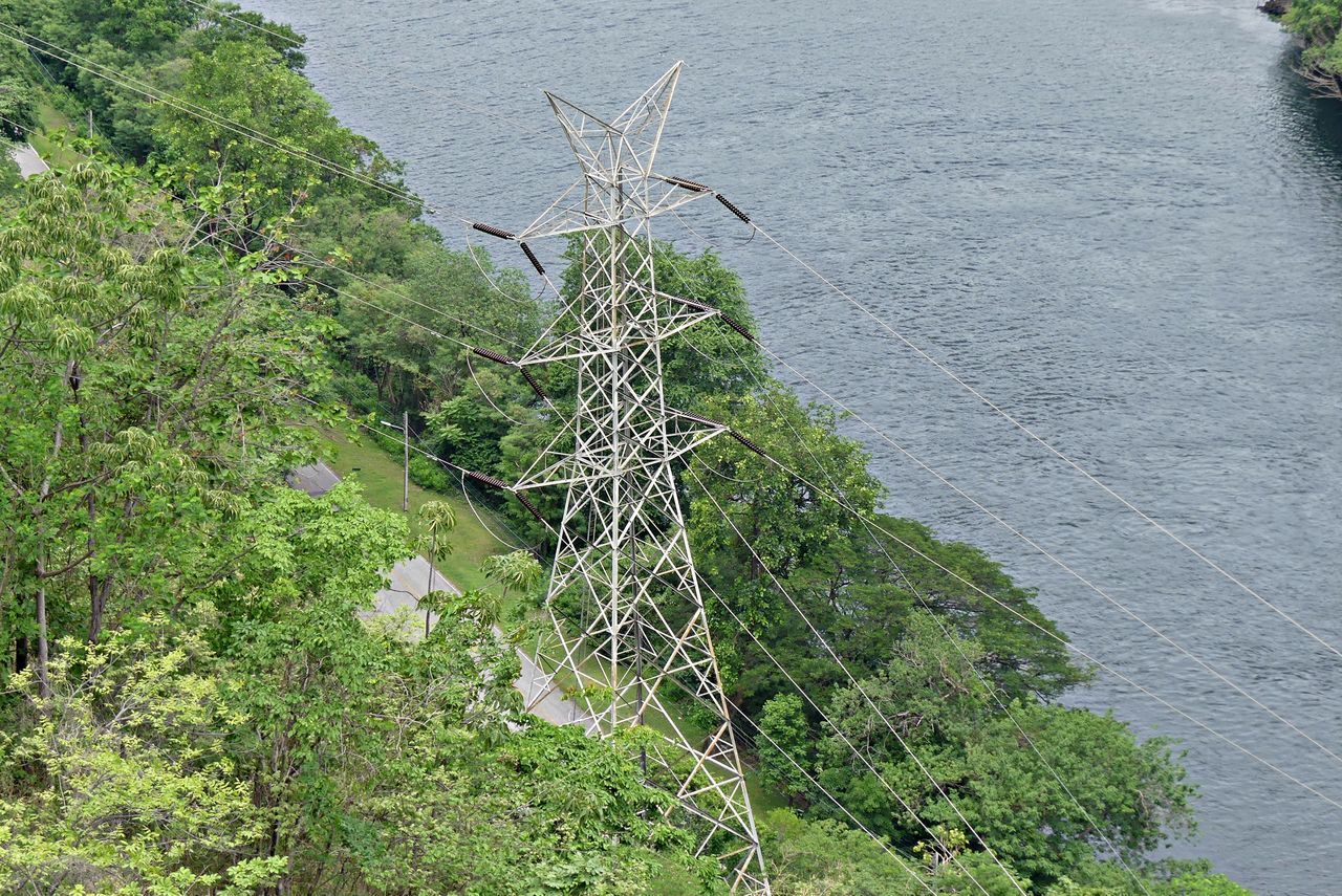 HIGH ANGLE VIEW OF PLANT GROWING ON TREE BY WATER