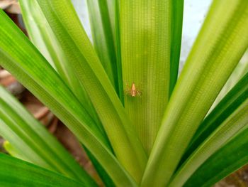 Green leaves background