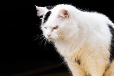 Close-up of white cat against black background