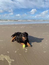 Dog on the beach