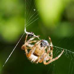 Close-up of spider on web