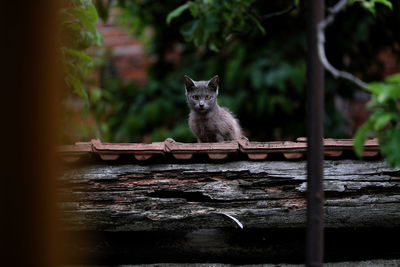 View of kitten on built structure