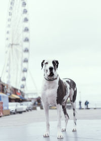 Portrait of dog looking at camera against sky