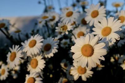 Abundant petals in twilight