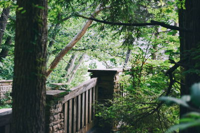 Trees in forest