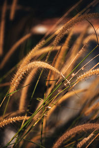 Close-up of wheat plant at night